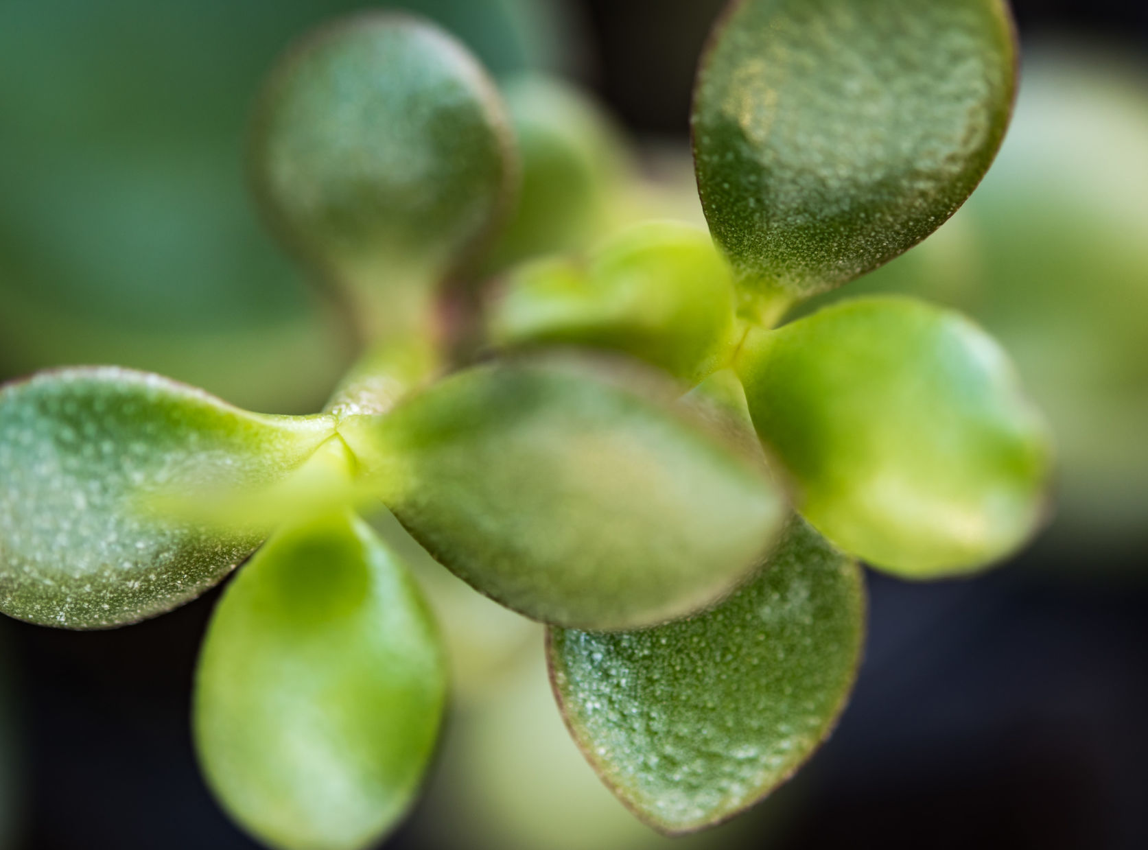 Plant Love